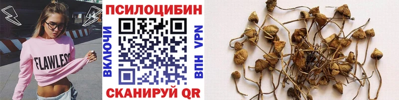 Псилоцибиновые грибы Psilocybe darknet состав Гулькевичи купить сайты